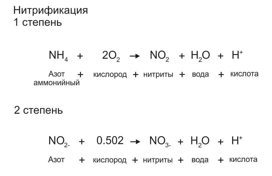 biologicheskoe_udalenie_azota_2.jpg