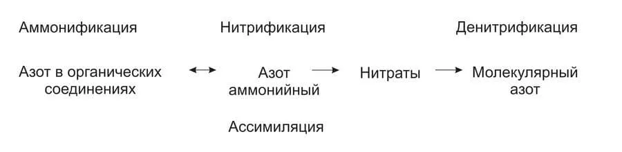 biologicheskoe_udalenie_azota_1.jpg